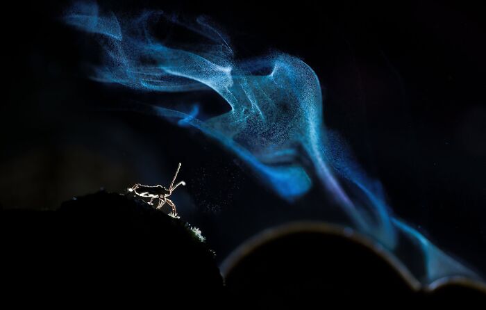Macrophotography, Finalist: The Cosmonaut By Soumya Ranjan Bhattacharyya