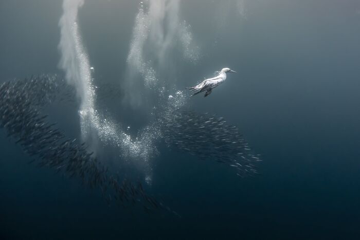 Underwater, Finalist: The Dive By Fabi Fregonesi