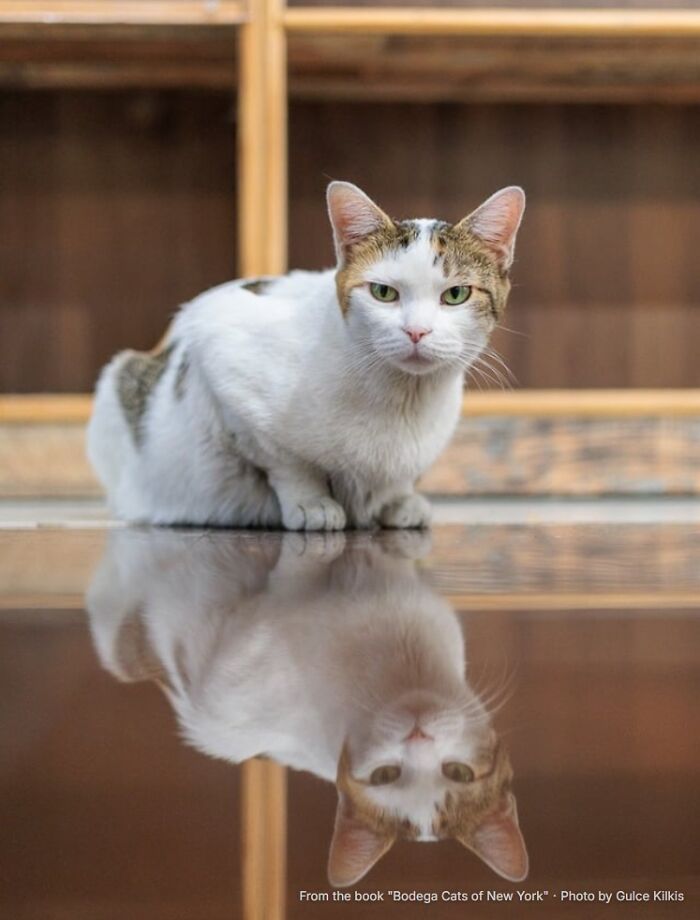 “Delilah: The Daily Detour”