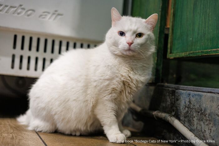 “Tommy: They Come For The Eyes”