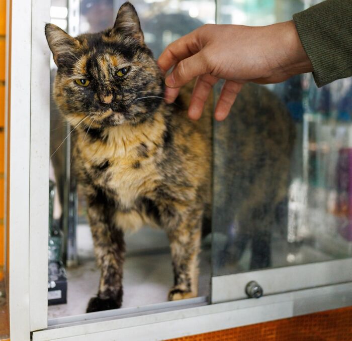 “Tiger / Julia: Same Cat, Two Names”