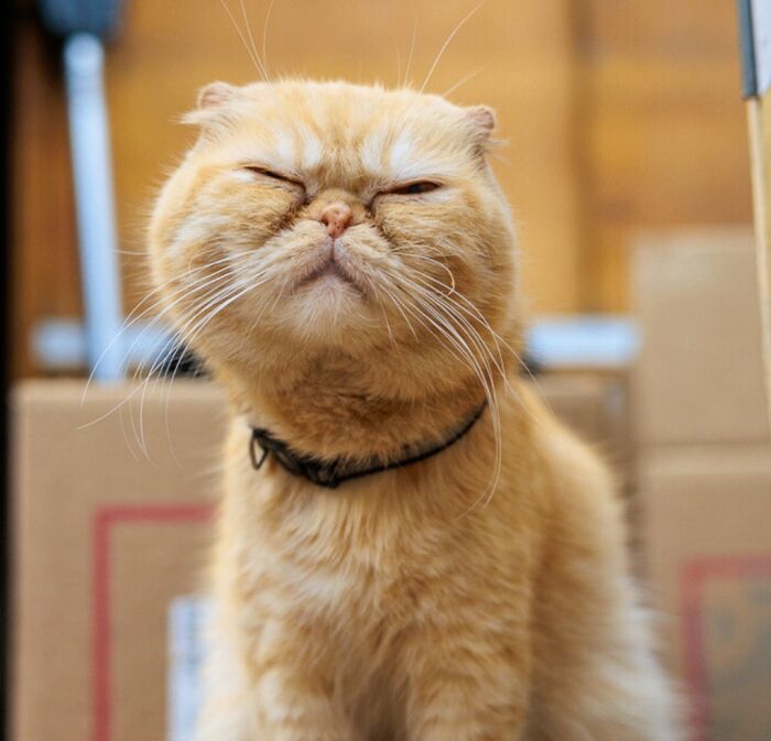 “Mia: Ues Princess”