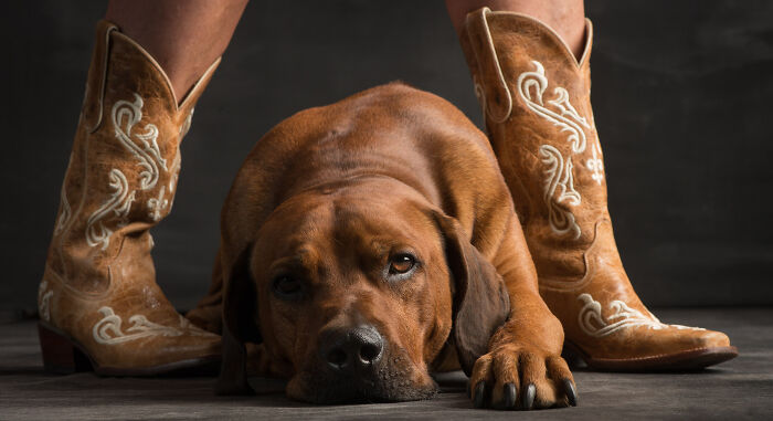 These Studio Portraits Capture The Deep, Silent Bond Between Dogs And Their Humans (30 Pics)
