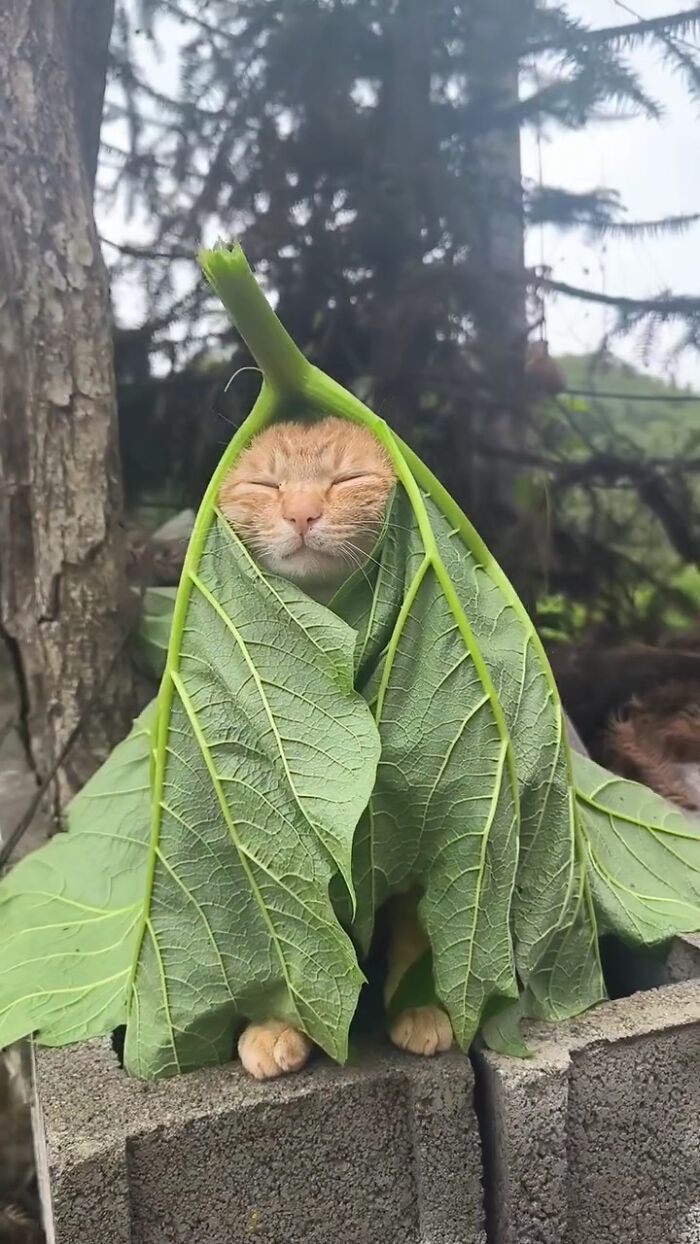 This Instagram Page With Over 4.8 Million Followers Is Delivering The Funniest Cat Memes On The Internet (25 Pics)