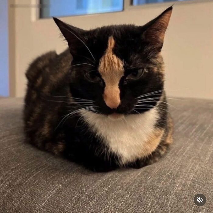 This Instagram Page With Over 4.8 Million Followers Is Delivering The Funniest Cat Memes On The Internet (25 Pics)