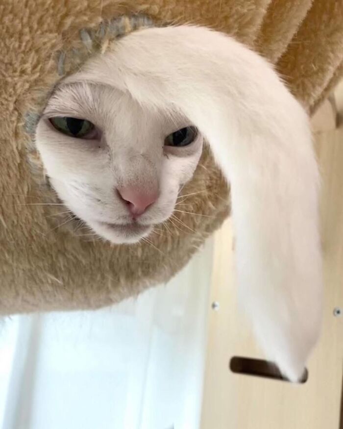 This Instagram Page With Over 4.8 Million Followers Is Delivering The Funniest Cat Memes On The Internet (25 Pics)