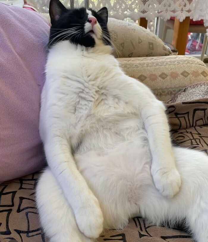 This Instagram Page With Over 4.8 Million Followers Is Delivering The Funniest Cat Memes On The Internet (25 Pics)