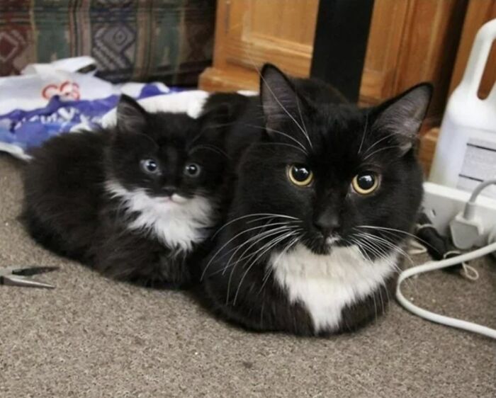 This Instagram Page With Over 4.8 Million Followers Is Delivering The Funniest Cat Memes On The Internet (25 Pics)