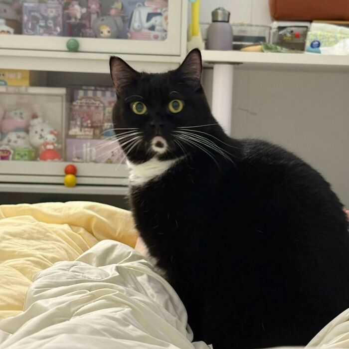 This Instagram Page With Over 4.8 Million Followers Is Delivering The Funniest Cat Memes On The Internet (25 Pics)