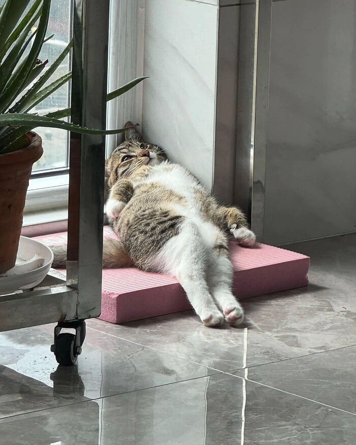 This Instagram Page With Over 4.8 Million Followers Is Delivering The Funniest Cat Memes On The Internet (25 Pics)