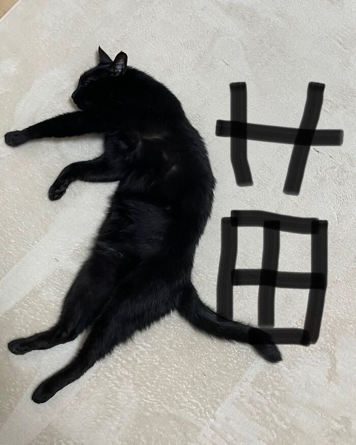 This Instagram Page With Over 4.8 Million Followers Is Delivering The Funniest Cat Memes On The Internet (25 Pics)