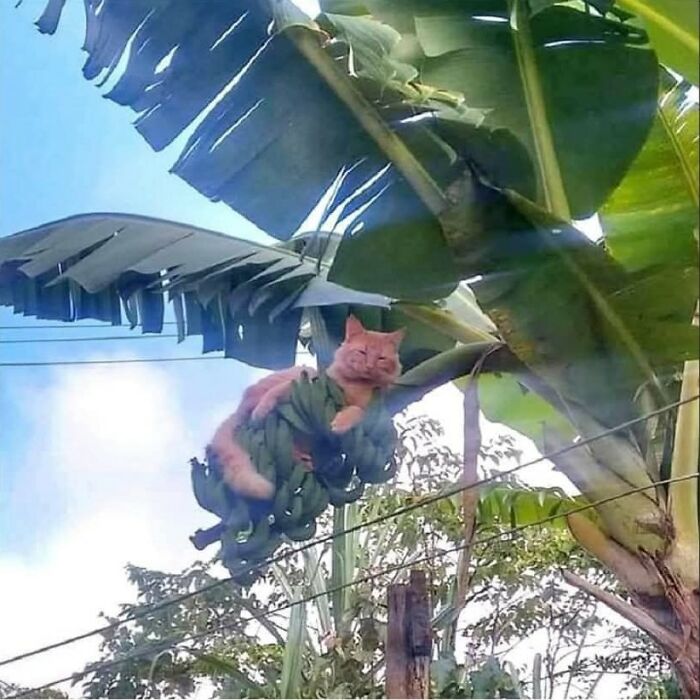 This Instagram Page With Over 4.8 Million Followers Is Delivering The Funniest Cat Memes On The Internet (25 Pics)