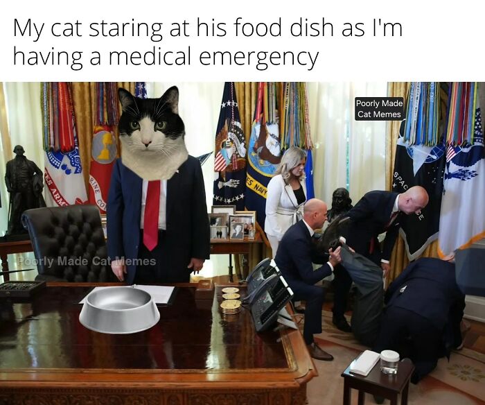 This Instagram Page With Over 4.8 Million Followers Is Delivering The Funniest Cat Memes On The Internet (25 Pics)