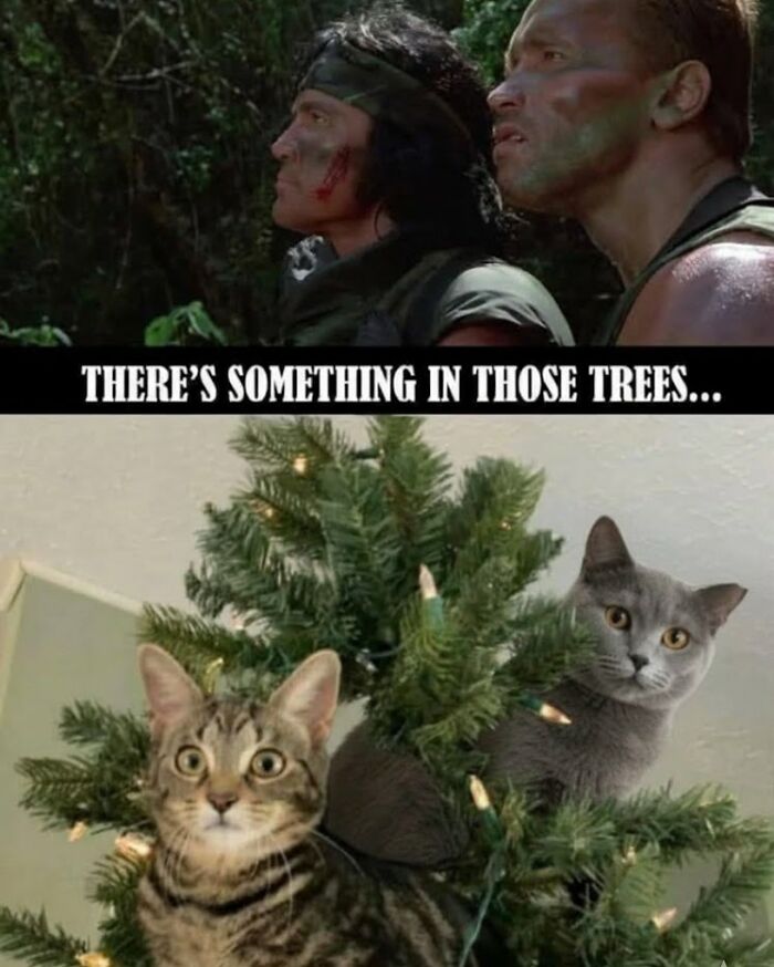 This Instagram Page With Over 4.8 Million Followers Is Delivering The Funniest Cat Memes On The Internet (25 Pics)