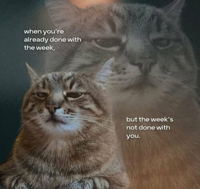 This Instagram Page With Over 4.8 Million Followers Is Delivering The Funniest Cat Memes On The Internet (25 Pics)