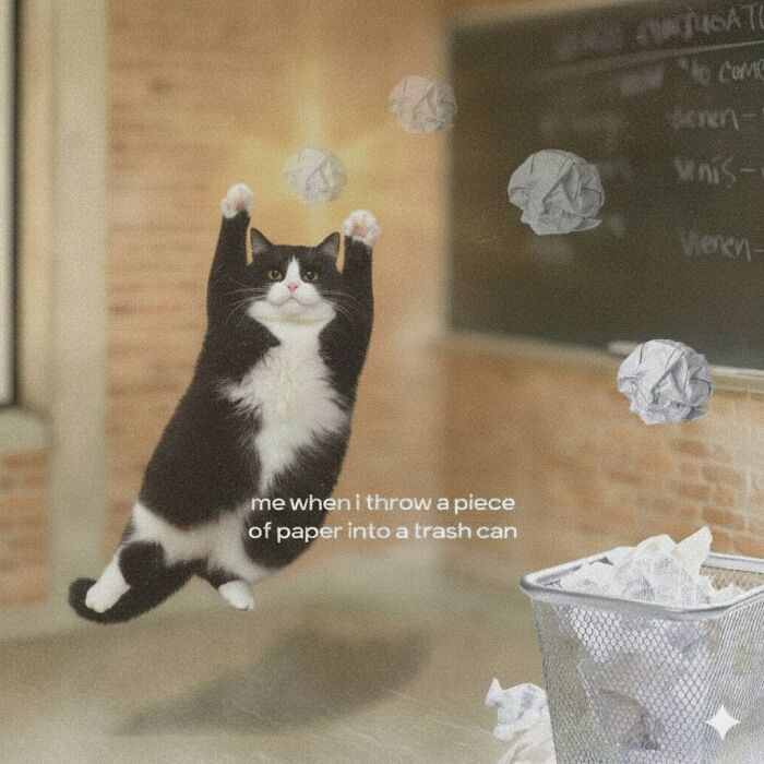 This Instagram Page With Over 4.8 Million Followers Is Delivering The Funniest Cat Memes On The Internet (25 Pics)