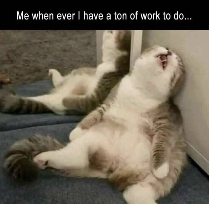 This Instagram Page With Over 4.8 Million Followers Is Delivering The Funniest Cat Memes On The Internet (25 Pics)