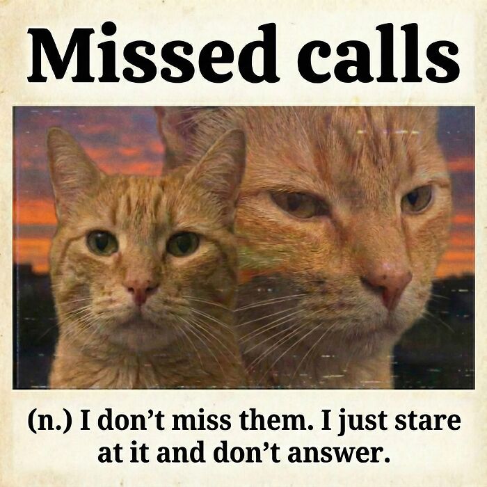 This Instagram Page With Over 4.8 Million Followers Is Delivering The Funniest Cat Memes On The Internet (25 Pics)