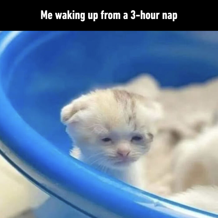 This Instagram Page With Over 4.8 Million Followers Is Delivering The Funniest Cat Memes On The Internet (25 Pics)