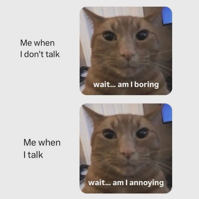 This Instagram Page With Over 4.8 Million Followers Is Delivering The Funniest Cat Memes On The Internet (25 Pics)