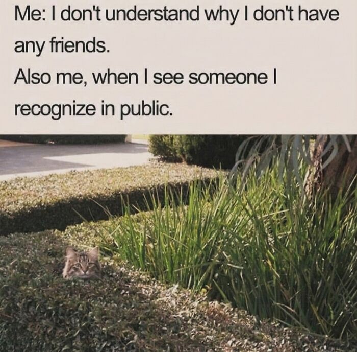 This Instagram Page With Over 4.8 Million Followers Is Delivering The Funniest Cat Memes On The Internet (25 Pics)