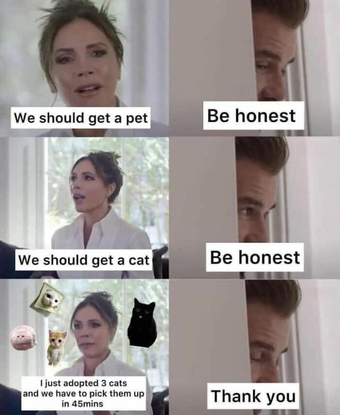 This Instagram Page With Over 4.8 Million Followers Is Delivering The Funniest Cat Memes On The Internet (25 Pics)