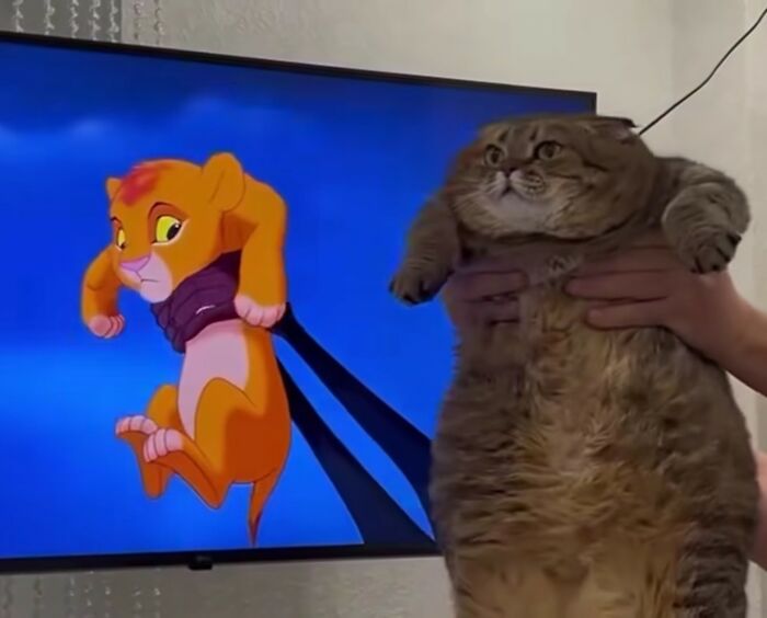 This Instagram Page With Over 4.8 Million Followers Is Delivering The Funniest Cat Memes On The Internet (25 Pics)