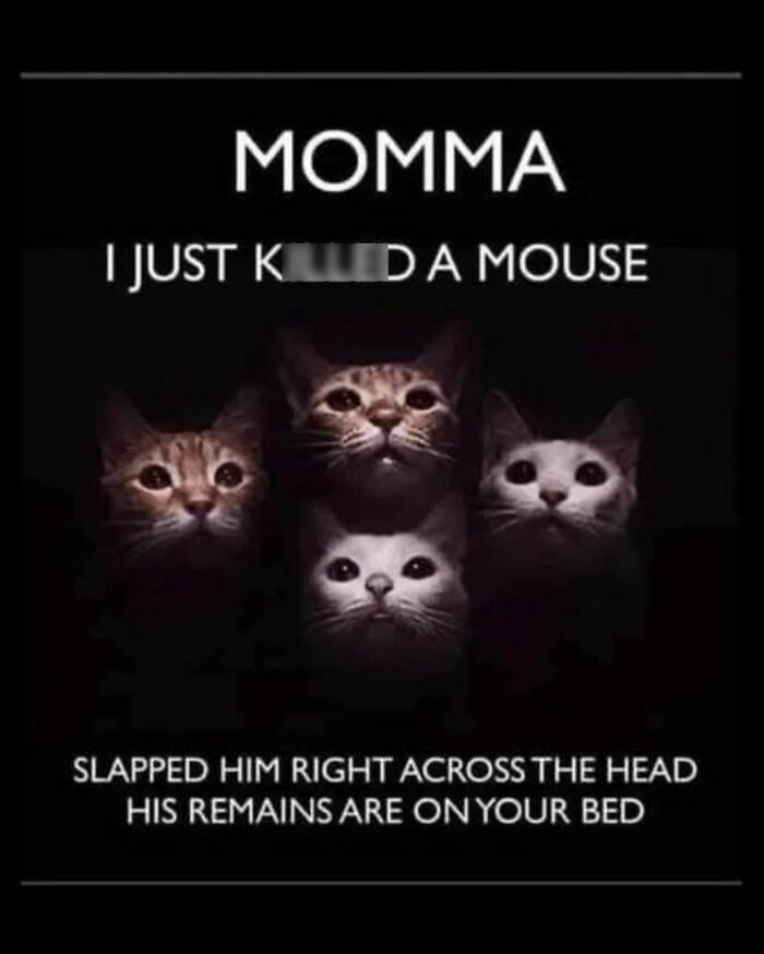 This Instagram Page With Over 4.8 Million Followers Is Delivering The Funniest Cat Memes On The Internet (25 Pics)