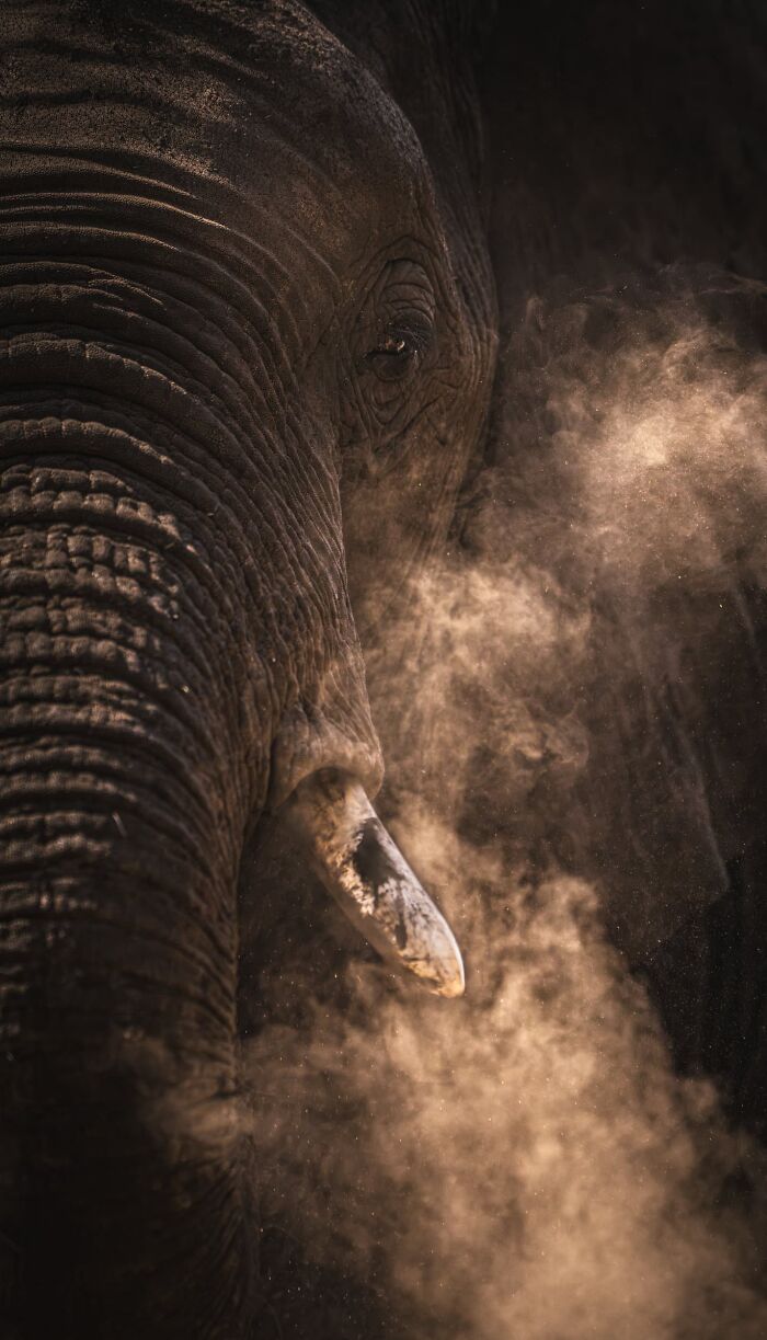 Wildlife, Finalist: Through The Smoke, By Sam Sammia