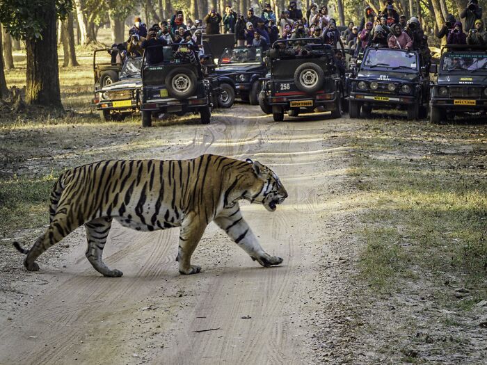 Environmental Impact, Finalist: Tiger Crossing By Janet Richardson