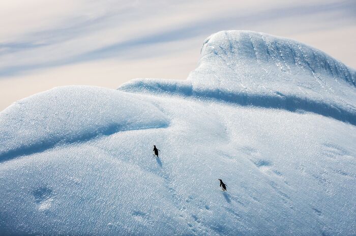 Wildlife, Finalist: Two Silhouettes On The Ice By Xi Liu