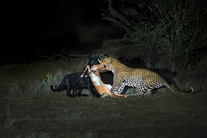 Night World, Finalist: Unique Wildlife Synchrony By Thomas Vijayan