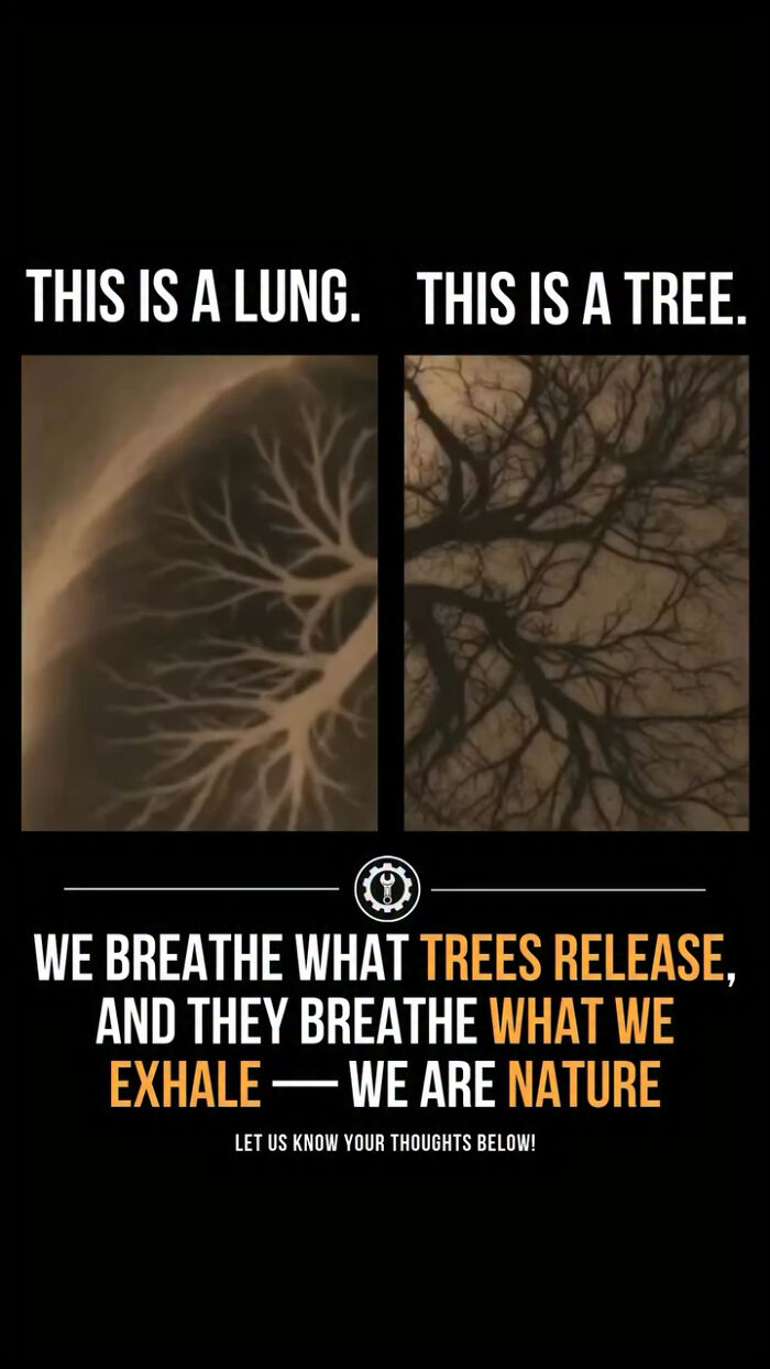 Close-up images of a lung and a tree showing similar branching patterns in nature and how everything is made.