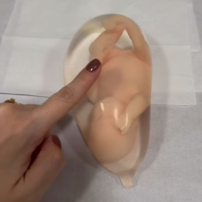 Pregnant doctor pointing at a detailed model of a baby peeing inside the womb demonstrating fetal development.