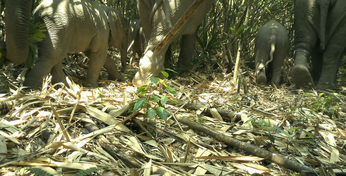 Elephants, Virachey National Park, Cambodia