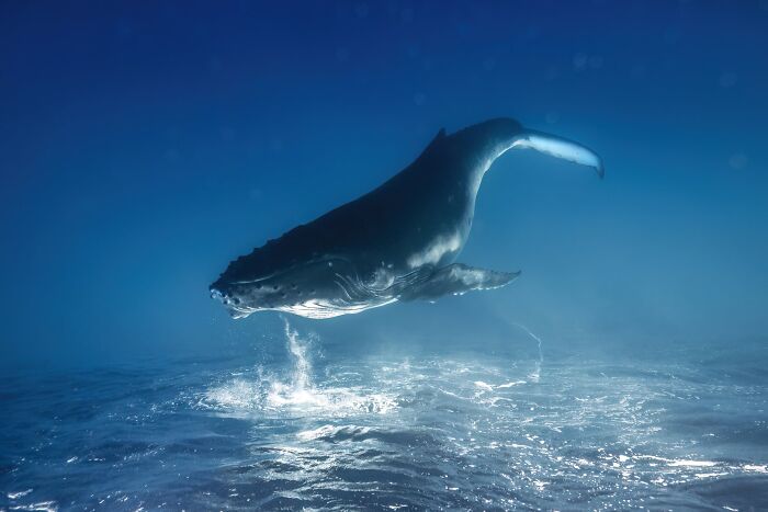 Underwater, Winner: Whale Dreams By Remuna Beca