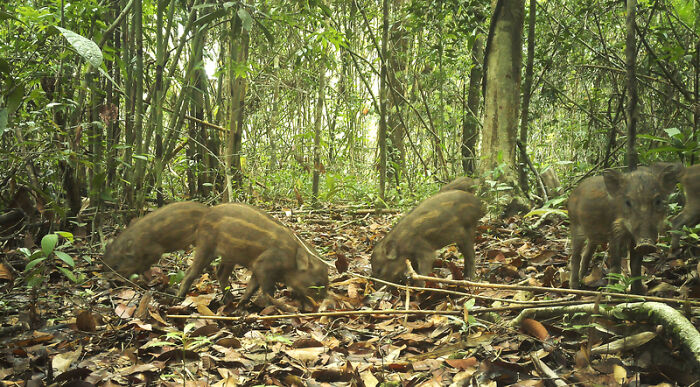 Wild Boar Piglets, Nam Khong National Park, Laos