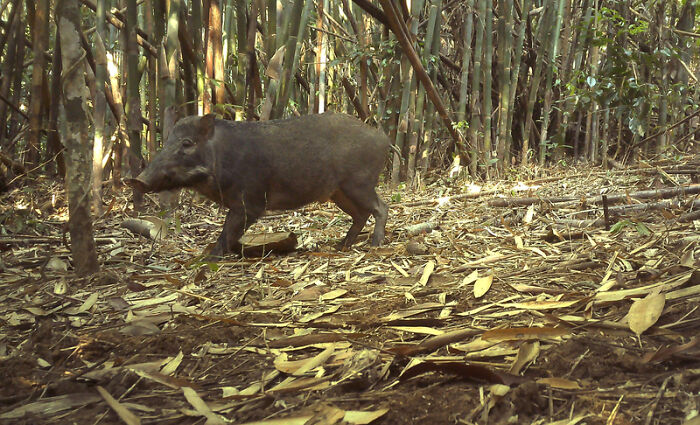 Wild Pig (Sus Scrofa), Nam Khong National Park, Laos