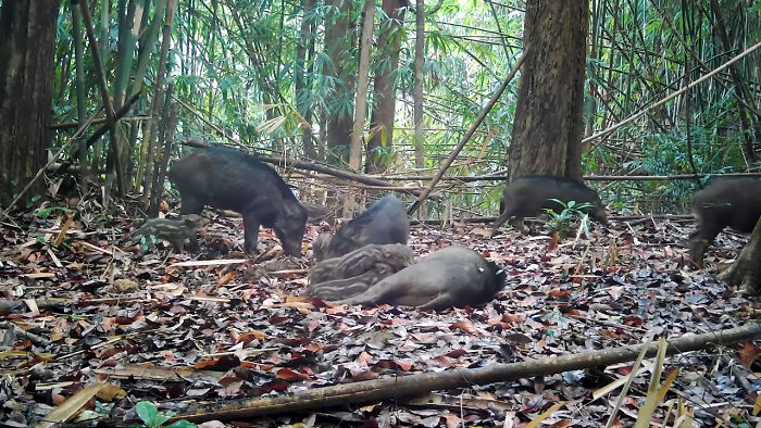 Wild Pigs