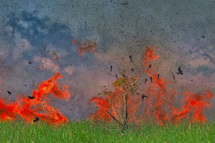 Birds, Finalist: Wings Of Courage By Kallol Mukherjee