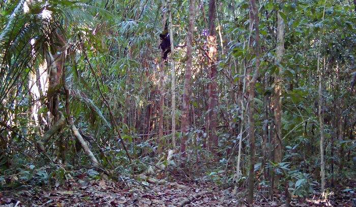 Yellow-Cheeked Gibbon