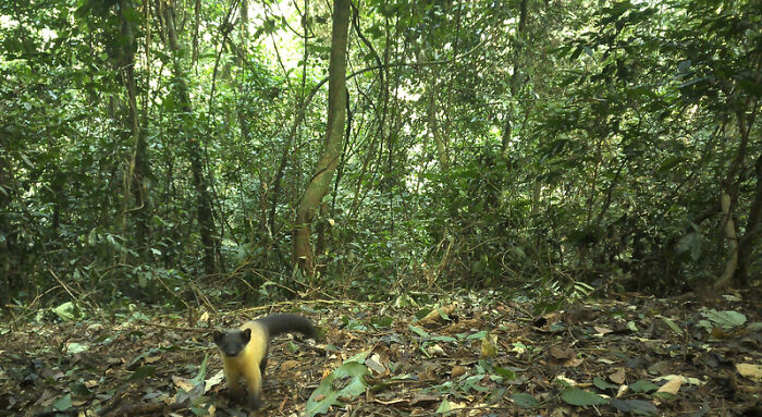 Yellow-Throated Marten In Pu Mat National Park, Vietnam