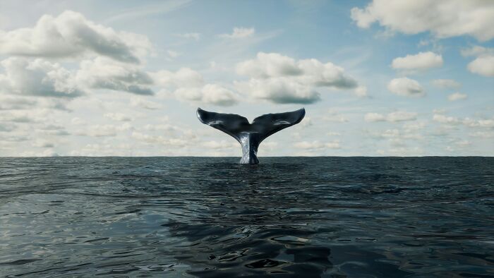 A whale's tail emerges from dark ocean waters under a cloudy sky. Satisfying pictures for a gentle reset button.