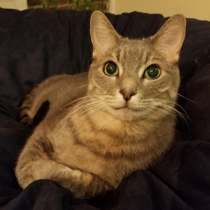 Senior cat with green eyes resting comfortably on a dark blanket after being brought home by woman.