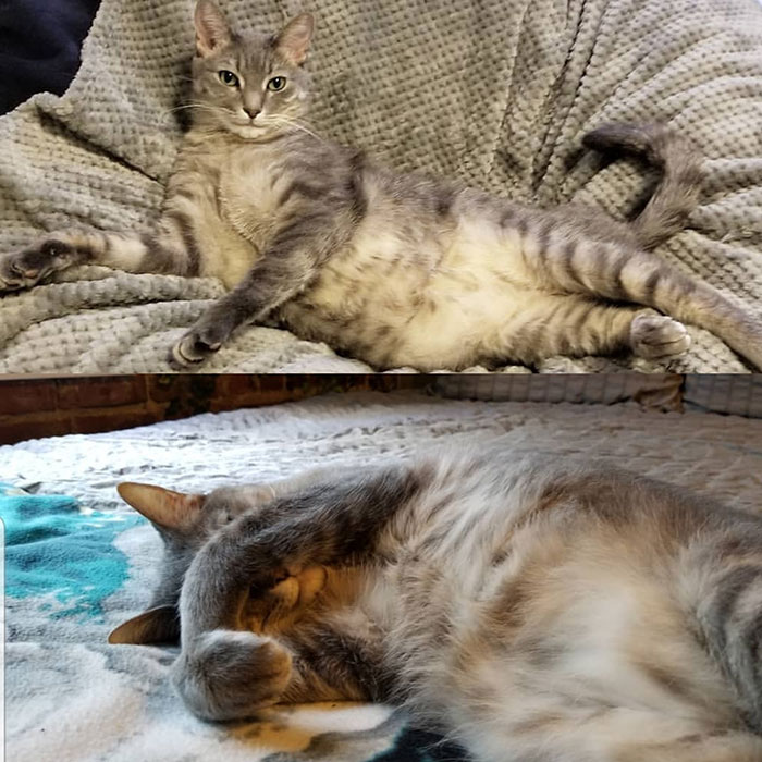 Grey senior cat lying on soft blankets showing relaxed and playful poses in a cozy home setting.