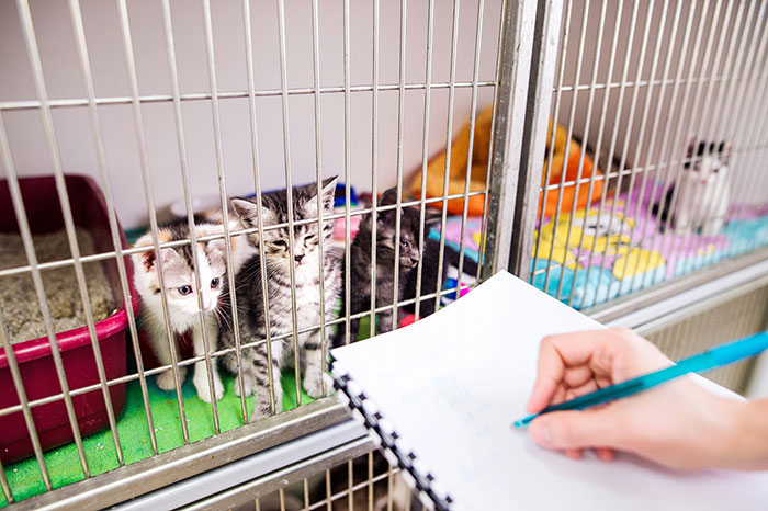 Several adorable senior cats inside a shelter cage while a person takes notes on a clipboard nearby.