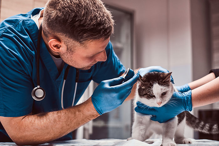 Veterinarian in blue scrubs examining a senior cat with gloves, focusing on tapeworm treatment and pet care.