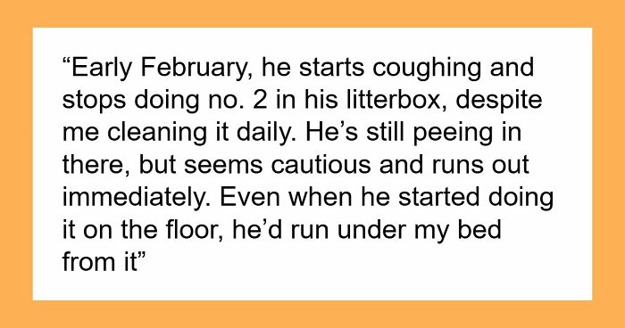 Woman Brings Home Cute Senior Cat, Accidentally Signs Up For Matching Tapeworms And Expensive Regret