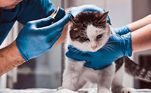 Woman Brings Home Cute Senior Cat, Accidentally Signs Up For Matching Tapeworms And Expensive Regret