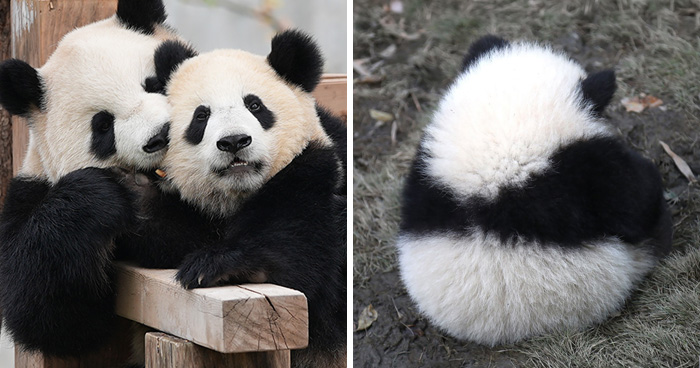 25 Panda Moments That Are Way Too Cute To Handle, As Shared By This Page